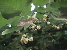 lindenbaum-flower