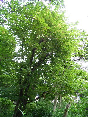 lindenbaum-tree